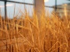 Jęczmień z populacji HorTILLUS w szklarni Wydziału Biologii i Ochrony Środowiska UŚ. Fot. Małgorzata Kłoskowicz Jęczmień z populacji HorTILLUS w szklarni Wydziału Biologii i Ochrony Środowiska UŚ. Fot. Małgorzata Kłoskowicz