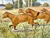 Mesohippus (z gr. półkoń) to przedstawiciel rodziny koniowatych, który żył ok. 34–32 milionów, czyli na przełomie eocenu i oligocenu, a wszystkie kończyny miał zakończone trzema palcami. Obraz Heinricha Hardera z 1920 roku, pl.wikipedia.org. Mesohippus (z gr. półkoń) to przedstawiciel rodziny koniowatych, który żył ok. 34–32 milionów, czyli na przełomie eocenu i oligocenu, a wszystkie kończyny miał zakończone trzema palcami. Obraz Heinricha Hardera z 1920 roku, pl.wikipedia.org.