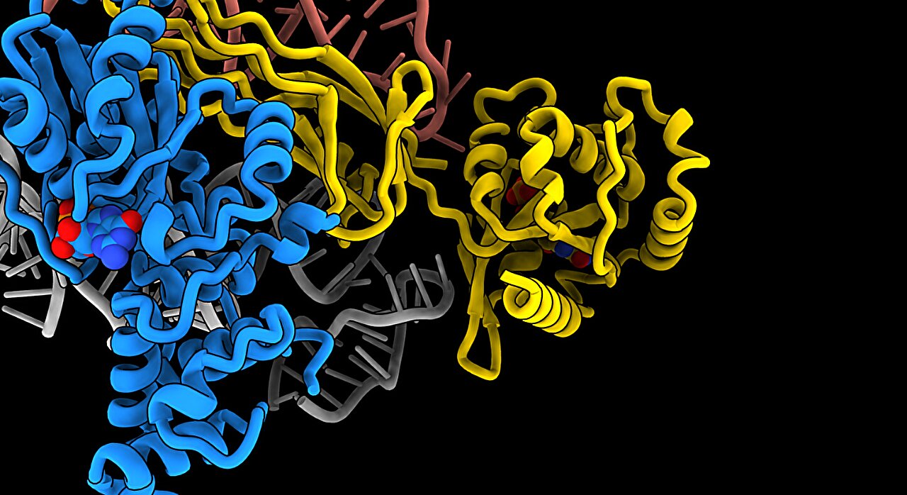 Model 3D al ribozomului  Știința sa oprit