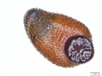 Krwiopijna pijawka z Japonii Haemadipsa japonica. Fot. Zdjęcia z kolekcji P. Świątka