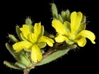 Hibbertia diamesogenos | fot. Kevin Thiele from Perth, Australia, CC BY 2.0 <https://creativecommons.org/licenses/by/2.0>, via Wikimedia Commons 