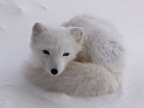Lis polarny w zimowej szacie | fot. Michał Laska