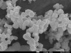 Nanocząstki tlenku miedzi (I), zdjęcie wykonane przy użyciu elektronowego mikroskopu skaningowego. Fot. prof. zw. dr hab. Ewa Talik