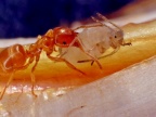 Mrówka przenosi bezskrzydłą dzieworódkę mszycy z rodzaju Trama w bezpieczne miejsce Fot. dr Mariusz Kanturski