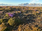 Tundra na Spitsbergenie | fot. Magdalena Opała-Owczarek
