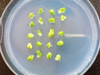 Arabidopsis thaliana (L.) Heynh. (rzodkiewnik pospolity), modelowy gatunek badań w genetyce i genomice roślin | fot. Anna Wójcik