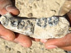 Zęby w odnalezionej żuchwie w Ledi-Geraru są mniejsze niż u innych człowiekowatych z tamtego okresu (Foto: Brian Villmoare/BBC.com)