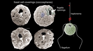 Obraz z mikroskopu skaningowego przedstawiający nanostruktury kopalne. Na obrazie widać wapienny pancerz i otwory, w których znajdowały się wici. Credit: Paul Brown/University College London