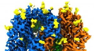 Fragment obrazu cyfrowego struktury koronawirusa H-CoV-NL63. Źródło: K. Zhang et al., Quarterly Reviews of Biophysics Discovery, 2020