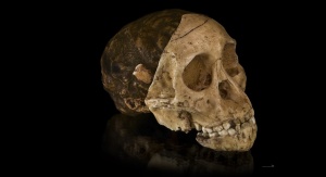 czaszka australopiteka