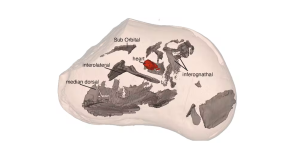 Trójwymiarowy obraz serca i innych organów zachowanych u ryby pancernej znalezionej na stanowisku Gogo w regionie Kimberley w Zachodniej Australii. Obraz powstał za pomocą obrazowania neutronowego. Blady obraz to skała wapienna, szary to różne tkanki, czerwony to serce