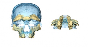 Rekonstrukcja twarzy na podstawie szczątek odnalezionych w Jebel Irhoud. Credit: Hublin/Ben-Ncer/Bailey/et al./Nature