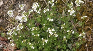 Rzodkiewnik Hallera (Arabidopsis halleri) | fot. Hermann Schachner, domena publiczna