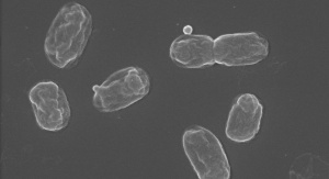 Bakteria endofityczna Pantoea sp. 2CJKA wytwarzająca pęcherzyki zewnątrzbłonowe (OMV, ang. outer membrane vesicles). Zdjęcie wykonane z wykorzystaniem skaningowego mikroskopu elektronowego (SEM) | fot. Izabela Potocka