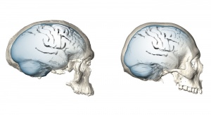 Ewolucja kształtu mózgu Homo sapiens. Po lewej: potencjalny kształt mózgu najstarszego znalezionego przedstawiciela gatunku 300 tysięcy lat temu). Po prawej: kształt mózgu człowieka żyjącego dziś. © MPI EVA/ S. Neubauer, Ph. Gunz (License: CC-BY-SA 4.0)