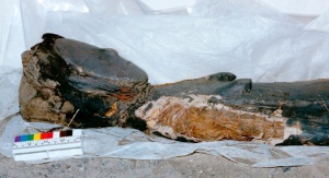 Mumia kultury Chinchorro
