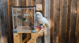 Kakadu białooka podczas eksperymentu