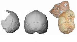 Rekonstrukcja czaszki Apidima 1 sprzed 210 tysięcy lat - cechy Homo sapiens mieszają się z archaicznymi cechami rodzaju Homo. Źródło: Uniwersytet w Tybindze