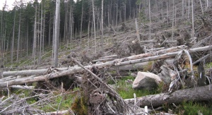 Wykrot w Karkonoszach (2012). Fot. Łukasz Pawlik