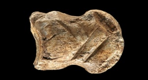 Zdjęcie kości ze stopy jelenia olbrzymiego z widocznymi żłobieniami