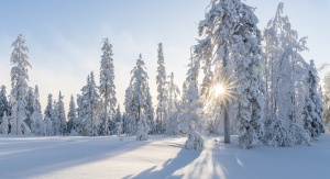 Drzewa pokryte śniegiem zza których wychodzi słońce