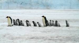 Grupa pingwinów cesarskich na śniegu, dwa dorosłe, kilkanaście młodych