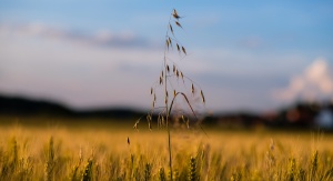 Źródło: domena publiczna