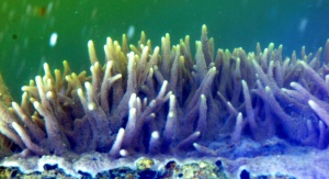 Spongilla lacustris. Fot. Andrzej Woźnica