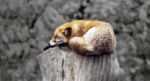 lis śpiący na pniu drzewa