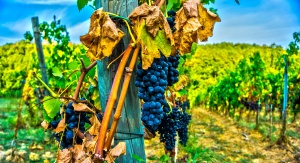 Włoska winorośl. Źródło: domena publiczna