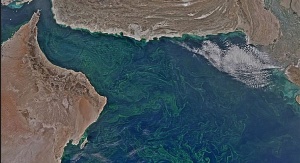 Fitoplankton rozwijający się w Morzu Arabskim zimą 2015 roku. Foto: NASA Earth Observatory