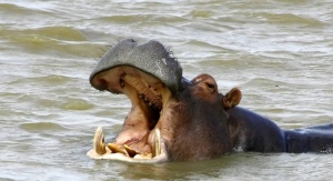 Z natury spokojny, hipopotam może być bardzo agresywny. W wodzie potrafi być sprawnym wojownikiem, który zwycięży krokodyla. Jego przodkowie byli znacznie mniejsi, ale także bardzo dobrze radzili sobie w swoim środowisku