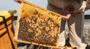 Pszczoły z uczelnianej pasieki