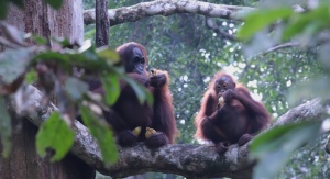 Wielkoskalowe wycinki dżungli na Borneo mają katastrofalny wpływ na żyjące tam gatunki zwierząt i roślin | fot. Łukasz Junkiert