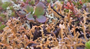 Wierzba zielna (Salix herbacea) w otoczeniu krzaczkowatych plech porostów z rodzaju chrobotek (Cladonia), w tle pędy bażyny czarnej (Empetrum nigrum). Foto: Andrzej Pasierbiński