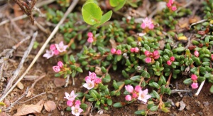 Loiseleuria procumbens – piękny arktyczny element flory Islandii. Fot. Paweł Wąsowicz