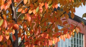 Czerwone, jesienne liście na drzewie | fot. Agnieszka Sikora