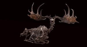 Pełny szkielet jelenia olbrzymiego na czarnym tle. Okaz ze zbiorów Smithsonian Natural History Museum. Foto: Gary Mulcahey / NMNH