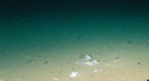 Śmieci znalezione na dnie Rowu Mariańskiego na głębokości 10898 metrów. Źródło: Deep-sea Debris Database