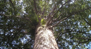 Współczesne drzewo kauri - agatis nowozelandzki. Źródło: domena publiczna - Pixabay.com