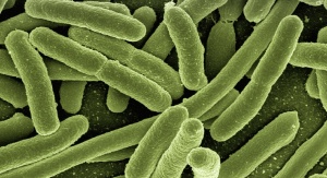 Bakterie E. coli. Źródło: domena publiczna
