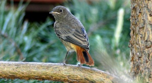 Kopciuszek zwyczajny (Phoenicurus ochruros) / Fot. Paweł Migula