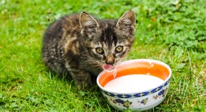 Kot pijący mleko z miski