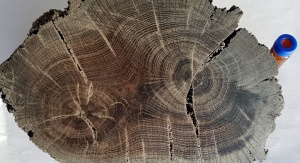Fragment ksylitu (sfosylizowanego drewna) z widocznymi słojami przyrostowymi. Fot. Leszek Marynowski