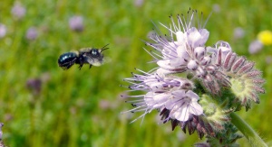 Osmia lignaria, granatowa pszczoła lecąca w stronę fioletowego kwiatu