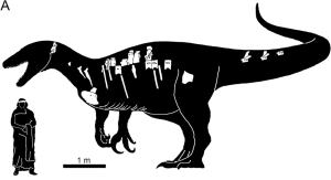 Rekonstrukcja megaraptora Maip macrothorax w porównaniu do wielkości człowieka. Na czarnej - hipotetycznej - sylwetce zaznaczono odnalezione kości. Źródło: artykuł źródłowy w Scientic Raports; licencja Creative Common 4.0