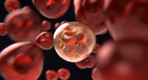 Komórki człowieka w trakcie dzielenia się - grafika komputerowa