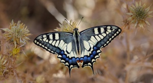 Kolorowy motyl na suchych kwiatach | <a href="https://pl.freepik.com/darmowe-zdjecie/papilio-machaon-z-zywymi-kolorami_13901656.htm#query=motyl&position=1&from_view=search&track=sph">Obraz autorstwa wirestock</a> na Freepik