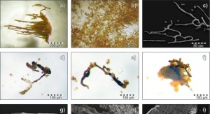 Zdemineralizowane naczynia krwionośne z próbek kopalnych. Źródło: Artykuł pt. „Spectroscopic Studies on Organic Matter from Triassic Reptile Bones, Upper Silesia, Poland”