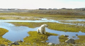 Niedźwiedź polarny (Ursus maritimus)  w okolicy Polskiej Stacji Polarnej Hornsund na Spitsbergenie. Fot. dr Dariusz Ignatiuk